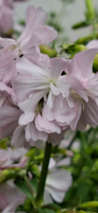 This is a close-up, vertical shot of delicate pink flowers with multiple petals. The flowers are soft and somewhat blurry, with some petals appearing translucent. The background is a muted green, suggesting foliage or other greenery. The scene is outdoors and appears to be in a garden or natural setting. The image does not contain any specific landmarks or clues that would allow for precise localization within Kohatu, Estonia.