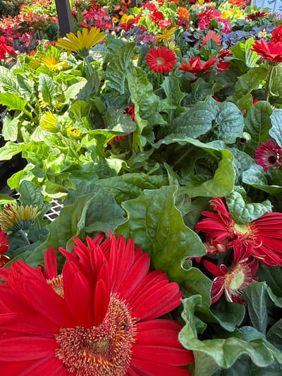 A dense arrangement of colorful Gerbera daisies, primarily red, yellow, and orange hues, dominates the scene. The flowers are interspersed with ample green foliage, creating a vibrant and lush display. The photograph appears to be taken in an outdoor setting, likely a garden center or floral display in the Village of Garden City, United States of America. No people are visible in the image.