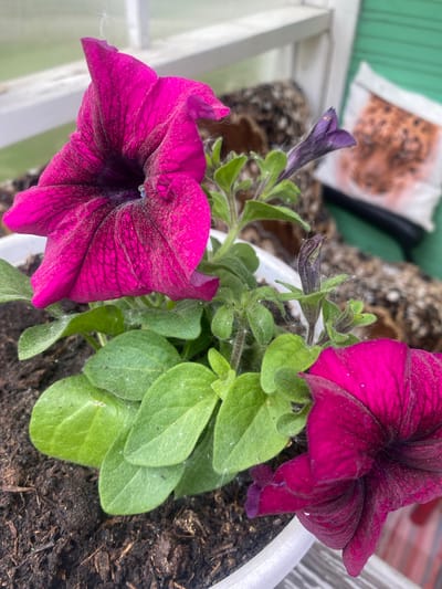 This is a close-up, eye-level shot of magenta petunias growing in a white pot. The flowers are vibrant with dark veining and appear slightly dusty. Green leaves are visible beneath the blooms, and the soil is dark and textured. In the background, there is a blurry white railing, a green surface, and a white bag with brown contents. The scene suggests an indoor setting, possibly a greenhouse or sunroom, given the railing and artificial light. The location is identified as Тальцы (Иркутский), Russia, implying a rural or suburban setting.
