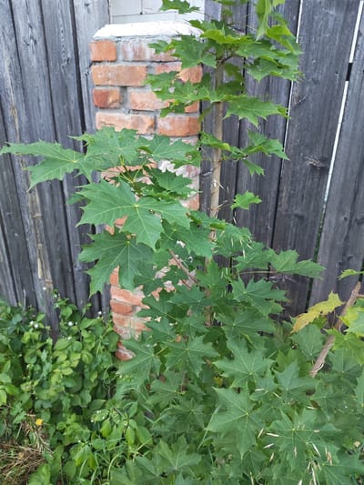 A young, slender maple tree with green, palmate leaves stands in front of a weathered, gray wooden fence and a brick pillar. The tree's trunk is thin and light brown, with several branches extending outwards, adorned with numerous leaves. The leaves are distinct in their five-lobed shape and prominent venation. To the left of the tree, a dense cluster of green ground cover with small white flowers is visible. The brick pillar, made of red bricks, is partially visible behind the tree and to the left. The wooden fence is constructed of vertical planks. The scene appears to be outdoors in a natural or semi-urban setting, possibly a garden or yard. No people are present in the image. The location is specified as Vasilkovo, Russia.