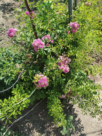 This is a medium-angle, vertical shot of a blooming rose bush in a garden. The bush has numerous clusters of small, bright pink flowers, some of which are fading to a lighter pink or have dried petals. The leaves are a vibrant green. The bush is supported by two poles: a dark metal pole in the center and a silver metal pole on the right. White and black wires are also visible, possibly part of a support system or fence. The ground is dry, cracked earth, indicating a sunny day. Shadows from the bush and possibly nearby trees are cast on the ground, suggesting it is daytime, likely late morning or afternoon. The setting appears to be a garden or yard in Ternovka, Moldova. No people are visible, and the overall mood is peaceful and natural. There is no visible text in the image.