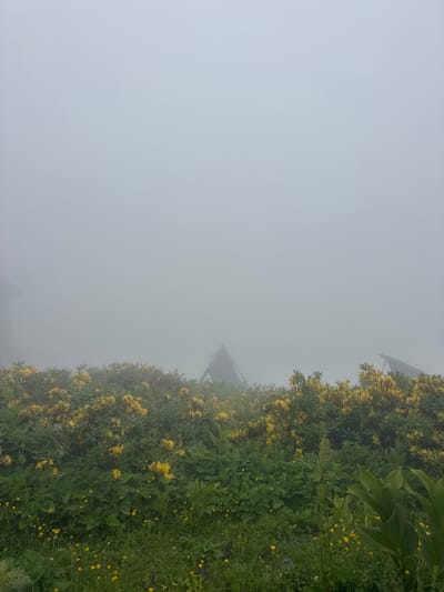 A thick fog blankets a mountainous landscape, obscuring the upper half of the image. In the foreground, lush green foliage is dotted with clusters of bright yellow flowers, suggesting a spring or summer season. The lower half of the scene is dominated by this vibrant vegetation, with patches of taller plants and smaller, yellow wildflowers growing amongst them. Peeking through the mist and behind the flora are the dark, angular shapes of two triangular rooftops, indicative of structures or buildings partially visible within the fog. The overall impression is one of a remote, natural setting shrouded in atmospheric conditions. This scene could be located in the city of Gomismta, Georgia, a region known for its mountainous terrain and natural beauty.