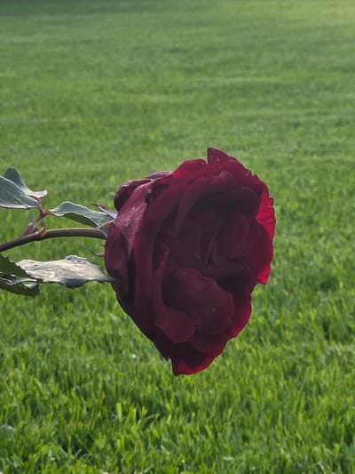 A dark red rose, its petals velvety and slightly dewy, lies horizontally across a vibrant green lawn. The rose is in sharp focus, its rich color contrasting with the softer tones of the background. The stem and a few leaves are visible on the left, appearing slightly wilted. The background consists of an expanse of neatly mowed grass, suggesting an outdoor park or garden. The lighting indicates it is daytime, with sunlight illuminating the scene. The image's context within Frolovo, Russia, is not visually represented in the photograph itself.