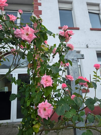 A close-up, eye-level shot features a dense cluster of pink roses climbing on a thorny vine. The roses, in various stages of bloom, are predominantly light pink, with some deeper pink hues visible. Lush green leaves and some bare branches fill the frame. In the background, a white building with red brick accents rises, featuring several windows with closed roller blinds. To the left of the building, a large arched window with white framing is visible above double white doors. The scene appears to be outdoors, possibly in a garden or a residential area in Höxter, Germany. A grey metal post, likely part of a fence or support structure, runs vertically through the right side of the image, partially obscuring the roses. The ground below is paved with grey interlocking stones.