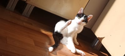 The image depicts a black and white cat lying on a wooden floor. The cat is looking towards the camera with its right paw raised. Sunlight is casting shadows on the floor and on a beige surface behind the cat. The scene is indoors, likely in a residential setting. There is no information in the image to indicate its location in Kudymkar, Russia.