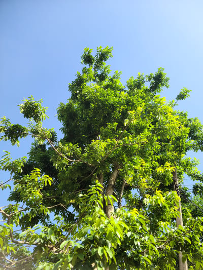 An upward-angle photograph captures a dense canopy of green tree foliage against a clear blue sky. The sky, occupying the upper two-fifths of the frame, is a uniform, bright light blue, indicating a cloudless day. The majority of the image is filled with vibrant green leaves, varying in shade from bright, sunlit lime green to deeper forest green, suggesting healthy and abundant growth. Numerous branches, exhibiting light brown to gray bark, are visible threading through the foliage. Towards the bottom right, a segment of a light-colored utility pole is present, partially obscured by leaves and branches. Dark utility wires are discernible running horizontally near the pole, also interwoven with the tree's foliage. Parts of substantial tree trunks are visible at the lower edges of the frame, particularly on the left and right. The scene is brightly illuminated by natural daylight. No people, animals, or explicit actions are present within the frame.