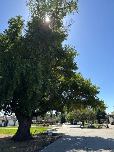 A wide, low-angle shot captures the sun shining through the dense green canopy of a large, old tree on a clear, sunny day. The tree dominates the foreground, its massive trunk and sprawling branches creating a dappled shade over a paved walkway. Beyond the tree, a school campus is visible, with low-lying buildings and picnic tables scattered across grassy areas. The sky is a vibrant, cloudless blue, with the sun's rays creating a lens flare effect as they pierce through the leaves. No people are visible in the scene.