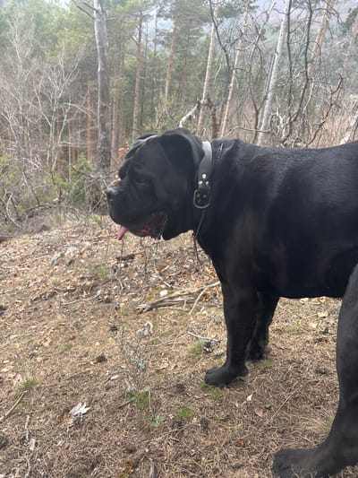 An outdoor, forested area in or near Dobrotino, Bulgaria, is depicted under overcast lighting. The primary subject is a large, solid black dog, consistent with a Cane Corso breed, positioned in profile facing left. The dog wears a wide, dark-colored leather collar adorned with multiple silver-toned metal studs or rivets and a prominent D-ring, from which a thin metal chain extends downwards. Its mouth is slightly open with the tongue partially exposed and some drool visible, indicating panting. The dog stands on uneven ground covered with dry brown leaves, pine needles, scattered small branches, and sparse patches of dormant grass and small green shrubs. In the background, a dense mixed forest extends up a sloped hillside, featuring numerous bare deciduous trees with light-colored bark and branches, intermingled with darker evergreen trees. No other individuals or animals are visible, and the dog is stationary.