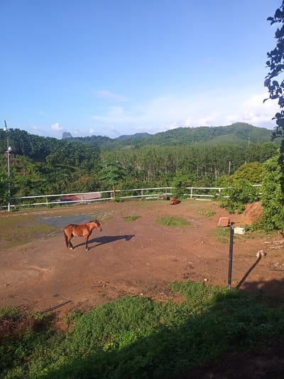 The image depicts a rural scene in Ban Tak Daet, Thailand. A brown horse stands on a reddish-brown dirt ground within a fenced enclosure. In the background, dense green vegetation covers hills and mountains under a clear blue sky. A white fence surrounds the enclosure, and a partially visible roof structure is seen behind the fence. Another brown animal is resting behind the fence. A black post with a partially obscured object on top stands within the enclosure. Green vegetation is visible in the foreground. A partially obscured tree branch is visible on the upper right of the frame.