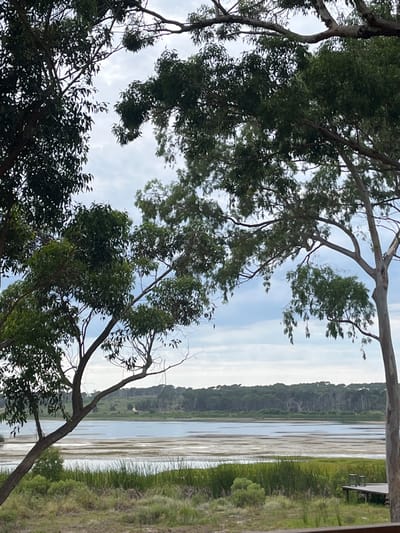 The image displays an outdoor landscape view, consistent with a location in La Barra, Uruguay, overlooking a substantial body of water, likely a lagoon or a wide river. The foreground is framed by dense, dark green tree foliage and branches from multiple trees, primarily on the upper and left sides. The lower foreground consists of a band of green marshland vegetation, including reeds and shrubs, extending to the water's edge. A wooden structure, resembling a partial deck or pier, with two small, metallic cylindrical objects (possibly stools or bollards), is visible in the lower right corner, partially obscured by a tree trunk. A horizontal brown surface, likely a railing, runs across the bottom edge of the frame.
The midground features a calm expanse of water, characterized by light-colored, irregular patches of what appears to be submerged or floating aquatic vegetation or sediment. The water surface reflects an overcast or partly cloudy sky.
In the background, a dense, dark green treeline forms a continuous forest along the distant bank of the water. Above this treeline, a light blue sky with scattered white and grey clouds is visible. A faint, light-colored dirt path or track can be observed on the distant bank, winding slightly. No individuals, animals, or active events are present within the scene.