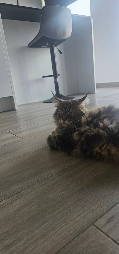 A medium-haired, tabby cat with prominent ear tufts is lying on a light gray wooden floor. The cat is positioned in the lower right quadrant of the frame, facing towards the left. Its eyes are open and directed forward, and its paws are tucked beneath its body. Behind the cat, a dark gray bar stool is visible, with its backrest angled away from the viewer. The stool's metal base and central column are also discernible. The background consists of a plain white wall, with light filtering in from the right side of the image, creating a bright, washed-out effect in that area. The overall environment appears to be an indoor space, possibly a modern apartment or house, with clean lines and minimalist decor. The photograph was taken in Sint-Niklaas, Belgium.