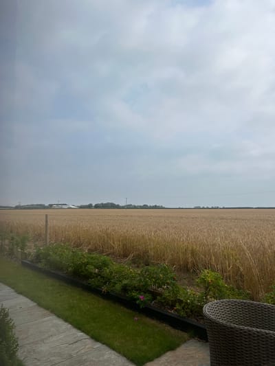 This image depicts an agricultural landscape in or near Skipsea, United Kingdom, viewed from a residential outdoor area. The foreground features a light grey, multi-toned paved patio extending from the lower left towards the lower right, bordering a strip of neatly mown green grass. Adjacent to the grass, a dark-colored raised planter contains various green plants, some bearing small pink flowers and red berries. A dark brown, wicker-patterned outdoor chair is partially visible in the lower right corner. Beyond the immediate garden area, a vast field of mature, golden-brown crops extends across the midground to the distant horizon. A single, light-colored wooden fence post is visible within the crop field on the left side. In the far distance, a line of dark green trees marks the horizon, interspersed with what appear to be white farm buildings and a tall utility pole with overhead lines. The sky is largely overcast with diffuse light grey and white clouds. No individuals are present.