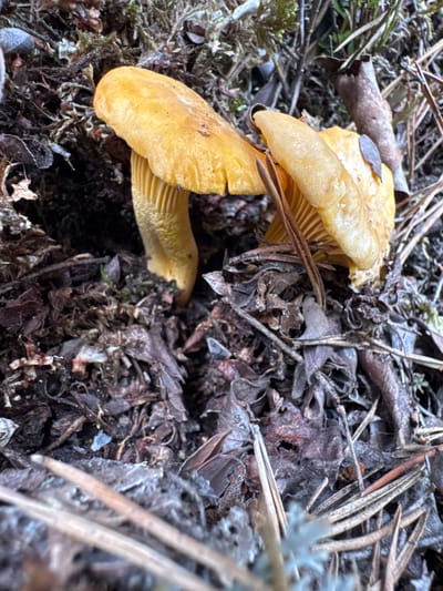 In Peski, Russia, a close-up, eye-level, outdoor shot captures two yellow chanterelle mushrooms growing amongst leaf litter and moss. The mushrooms are the primary subjects, with their caps and stems clearly visible. The environment consists of dark soil, fallen leaves, pine needles, and patches of green moss, creating a natural woodland setting. The lighting is dim, suggesting it may be overcast or shaded. There are no people or animals present in the image. The focus is sharp on the mushrooms and their immediate surroundings, with the background slightly blurred.