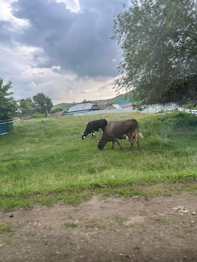 The image depicts a rural scene with two cows grazing in a grassy field. A large tree is on the right side of the frame, with its branches partially obscuring a cloudy sky. In the background, there are several houses with pitched roofs, suggesting a village or small settlement. The ground in the foreground is a dirt path. The overall impression is one of a tranquil, pastoral environment under a dramatic, overcast sky. The specific location of Ишкулово, Russia, is not visually identifiable from the image alone.