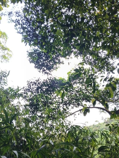 The image presents an upward view into a dense natural canopy at Bangalum Bridge, Papua New Guinea. A bright, featureless sky, appearing white, forms the background, partially visible through numerous small gaps in the dark green foliage of overhead trees. Tree branches are discernible traversing the upper and mid-sections of the frame. The lower portion of the scene consists of closer, more vibrantly green vegetation, including both broad leaves and narrow, grass-like plant structures. No human subjects, animals, or man-made objects are visible within the depicted environment.