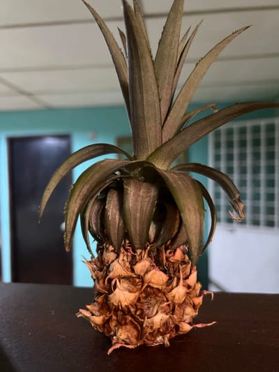A dried pineapple top sits on a dark surface. The pineapple's leaves are a dull brown and appear brittle, with some leaves curved downwards. The fruit part of the pineapple is also dried and has a rough, scaly texture. In the background, a light blue wall with a dark doorway is visible. To the right, a white structure with a grid pattern is present, possibly a window or vent. The image is taken indoors, likely within a residential setting. The specific location in Villa de Cura, Venezuela, is not determinable from the visual information provided.