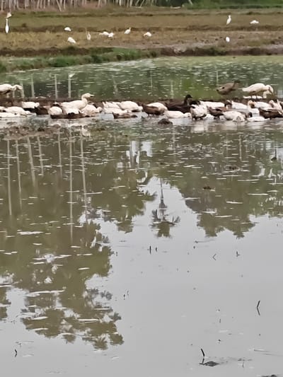 The image shows a flock of ducks swimming in a shallow body of water, likely a rice paddy, in Blangneubok, Indonesia. The ducks are mostly white with some brown and black markings. They are gathered together in the water, some are preening, while others are dipping their heads under the water. In the background, there are more ducks and some white birds, possibly egrets, on the dry land which appears to be a cultivated field with rows. The water reflects the trees and sky, creating a somewhat hazy and distorted view. The overall scene depicts a natural, rural environment.