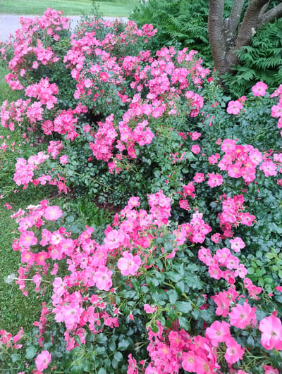 This is a close-up, eye-level, vertical, outdoor, full shot of a dense bed of pink roses in Uetersen, Germany. The roses are small with five petals and some are still buds. They are on long, thorny stems with dark green, serrated leaves. The flowers are abundant, creating a carpet of pink that covers most of the frame. Some of the roses are in sharp focus, while others are slightly blurred, giving the image depth. The background is out of focus and appears to be a mix of green foliage and possibly a path or lawn. To the right of the roses, a textured tree trunk and lush green ferns are visible, suggesting a park or garden setting. The lighting appears to be natural, and the overall mood is vibrant and naturalistic. There are no people or animals visible in the image.