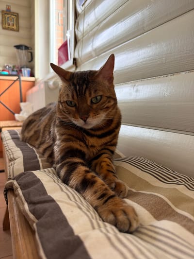 A Bengal cat with brown and black stripes is lying on a striped cushion. The cat is facing forward, with its green eyes looking at the camera. Its paws are crossed in front of it. The background shows a wall with horizontal wooden planks, a window with blinds, and a radiator. There are also some objects visible in the background, including a blender and a framed picture. The scene appears to be indoors, likely in a domestic setting in the city of Blagoveshchenskoe, Russia.