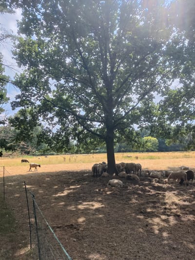 The image depicts a pastoral scene under the shade of a large oak tree. A flock of sheep is gathered in the foreground, some standing and others lying down on the dry, dusty ground. The sheep are of various colors, including white, light brown, and dark brown. A wire fence runs along the left side of the foreground, separating the shaded area from a dry, golden-colored field where more sheep are visible in the distance. The field is bordered by trees and foliage, with a bright sky overhead, partially obscured by the dense leaves of the oak tree. The sunlight filters through the leaves, creating dappled shadows on the ground. This scene appears to be located in Isselburg, Germany, given the context. There are no humans present in the image.