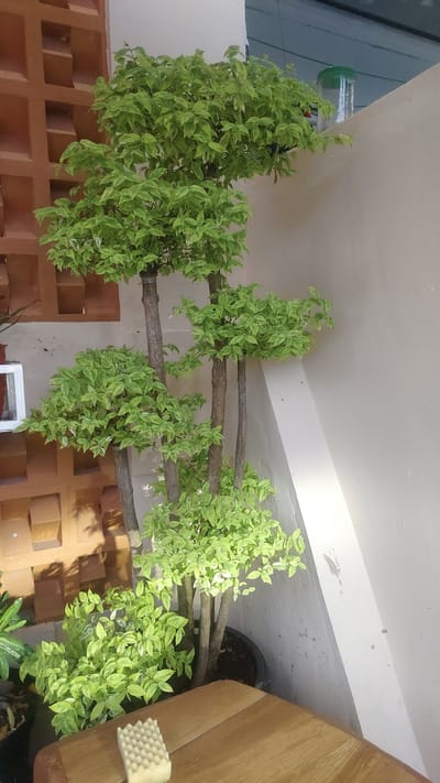 The image shows a multi-trunked bonsai tree with variegated green and white leaves, planted in a black pot. The tree is positioned outdoors against a textured terracotta-colored wall and a light-colored painted wall. Sunlight casts shadows on the terracotta wall. To the right, a sloped white surface meets the painted wall. In the background, a green-lidded container is visible on the painted wall's ledge. In the foreground, a wooden surface with a light-colored, textured object, possibly a sponge, rests on it. The scene appears to be a garden or patio area. There are no people or animals visible. The lighting suggests it is daytime, likely with bright sunshine. The location is identified as Setiamulya, Indonesia.