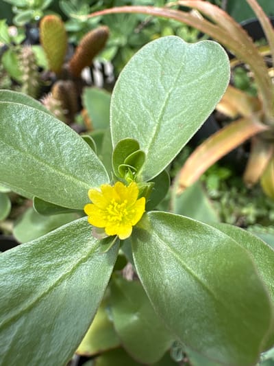 A close-up, eye-level shot focuses on a small, vibrant yellow flower with delicate petals blooming in the center of lush green, oval-shaped leaves. The flower has a detailed center with visible stamens. The leaves are slightly fuzzy and have prominent veins. In the blurred background, other succulents and plants are visible, suggesting a garden or nursery setting. The lighting is bright, highlighting the textures and colors of the plant. This image was taken in Carrizal, Venezuela.