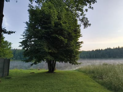 A wide-angle, eye-level shot depicts a peaceful lakeside scene in the Ляснянскі сельскі Савет, Belarus, likely during early morning or late evening due to the soft, diffused light and mist rising from the water. In the foreground, a well-maintained, vibrant green lawn slopes gently towards a body of water. A large, mature deciduous tree with a thick trunk and a full canopy of dark green leaves dominates the left-center of the frame, casting a shadow on the grass. To the left of the tree, a portion of a dark, rectangular structure, possibly a wall or fence, is visible. The middle ground features the misty lake, with the mist obscuring the far bank, which is lined with a dense, dark green coniferous forest. The sky above is a pale blue with subtle hints of cloud. The overall atmosphere is serene and natural.