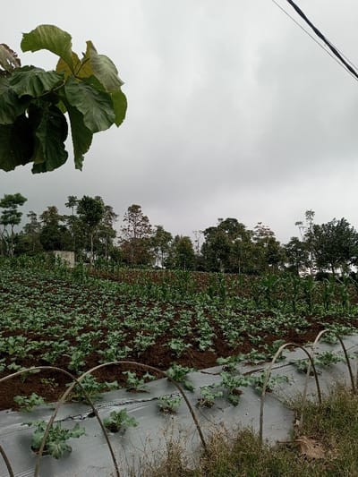 An outdoor forensic image depicts an agricultural field in Kondha, India, under an overcast, light gray sky. In the foreground, a large green leafy branch partially obstructs the top-left corner, and multiple dark power lines traverse diagonally from the top-right. The mid-ground reveals rows of cultivated plants: the nearest rows feature small green leafy plants, possibly a brassica variety, growing through a light-colored plastic mulch with several arched support structures. Further into the field, taller, slender green plants, consistent with corn or maize, are arranged in rows amidst dark brown soil. The background is dominated by a dense line of various deciduous and evergreen trees of differing heights. A light-colored structure, possibly a water tank or utility building, is partially visible among the trees on the left side of the background. No individuals are visible.