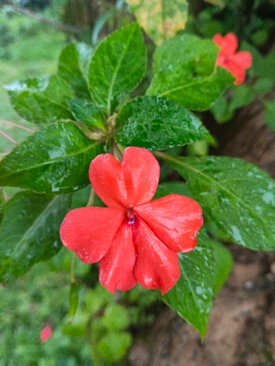 The scene depicts a close-up, top-down view of a vibrant red-orange flower, likely an Impatiens or similar species, located in the city of Banteay Srei, Cambodia. The flower is centrally positioned and in sharp focus, displaying five prominent petals, one of which exhibits a distinct heart-like or split shape at its apex. A dark purplish-red stamen/pistil is visible at the flower's center. Numerous large, glossy, dark green leaves surround the main bloom, many covered with visible water droplets, suggesting recent rainfall or dew. In the blurred background, another out-of-focus red flower is discernible to the upper right, and faint hints of green foliage and brown soil/bark are present. No people or human artifacts are visible.