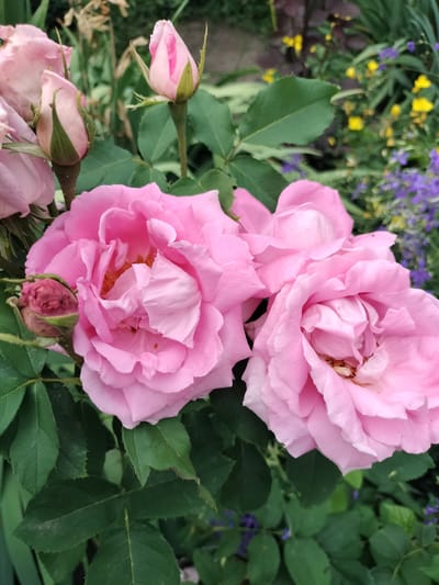 A cluster of three fully bloomed pink roses and several rose buds are the central focus of this image. The roses are a pale pink with ruffled petals, and their centers are a warmer, slightly orange hue. One of the rose buds is small and tightly closed, a dusty pink color with green sepals. Another bud is larger, more open, and a lighter pink. The largest rose is in the foreground, left of center, with its petals unfurling to reveal its inner details. To its right are two other large, open roses, one partially obscuring the other. Dark green leaves surround the roses, with some appearing slightly dusty. In the background, out of focus, are hints of other flowers: small yellow blooms and delicate purple flowers. The overall impression is of a natural, outdoor garden setting. While the image is described as being taken in Stanychne, Ukraine, there are no discernible landmarks or features in the image that specifically identify its location within the city. There are no people present in the image.