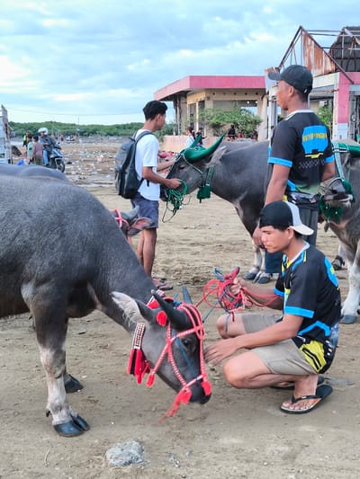 In Upt Tambak Sari, Indonesia, the image shows three men with decorated water buffaloes on a sandy lot. One man in a white shirt and backpack stands, holding a green rope attached to a buffalo with green-painted horns. Another man, wearing a black shirt with blue trim and a cap, stands looking towards a building in the background. A third man, also in a similar black shirt, crouches, holding red ropes connected to a buffalo adorned with red and white decorations. In the background, a scooter and several people are visible amidst some trash on the sandy ground, with a building structure appearing behind them.