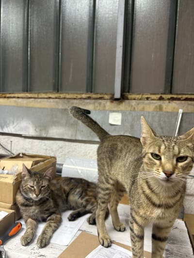 Two tabby cats are the subjects of this media file. One cat is in the foreground, lying on its back on top of some cardboard boxes, with its paws in the air. Its eyes are partially closed, giving it a relaxed or sleepy appearance. The other cat is positioned above and behind the first cat, looking directly at the camera with its head tilted. This cat appears alert and curious.
The setting appears to be an indoor space, possibly a workshop or storage area, given the presence of cardboard boxes, some papers with writing on them, and what looks like a corrugated metal wall or door in the background. There's also a tool with an orange and gray handle visible near the cat in the foreground. The lighting is somewhat dim, suggesting it could be daytime but not necessarily bright.
There is some visible text on the papers in the foreground, but it is too blurry to be legible. The overall impression is one of a casual moment captured with domestic animals in what seems like a utilitarian environment.