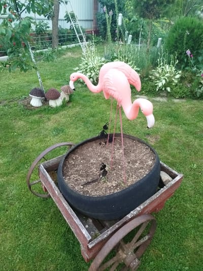 This media file shows a quaint garden scene in the Krupytski Sel'ski Savet, Belarus. The primary subjects are a large, pink plastic flamingo lawn ornament and a rustic, wooden cart. The flamingo is positioned atop a tire that has been repurposed as a planter, filled with soil. Two small, black metal figures, possibly decorative insects, are placed near the flamingo's legs.
The cart itself is old and weathered, with visible rust on its metal wheels and worn red paint on its wooden sides. It is situated on a well-maintained lawn. In the background, a variety of garden elements are visible, including trees, bushes, and flowering plants. Three decorative mushroom-shaped ornaments, made of woven material with white bases, are placed to the left of the flamingo. A chain-link fence and a corrugated metal structure are also discernible in the background, suggesting a backyard setting.
The scene appears to be set during daylight hours, possibly late afternoon or early evening, given the soft lighting. The weather seems pleasant, conducive to outdoor activities and garden displays. There are no people visible in the media file, and no visible text. The overall impression is one of a charming, somewhat whimsical, outdoor decoration arrangement.