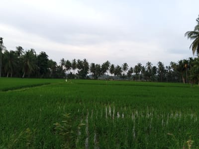 The image shows a wide, flat expanse of bright green rice paddies. The paddies are partially flooded, with visible water reflecting the sky and the surrounding vegetation. A row of tall palm trees lines the horizon behind the rice fields, with their fronds creating a textured silhouette against a pale, overcast sky. The overall impression is of a rural, agricultural landscape, likely in a tropical or subtropical region, consistent with the location of Pantegajah, Indonesia. There are no people visible in the image. The scene appears to be captured at eye-level, from a slightly elevated perspective looking across the fields. The lighting suggests it is either early morning or late afternoon, with diffused natural light.