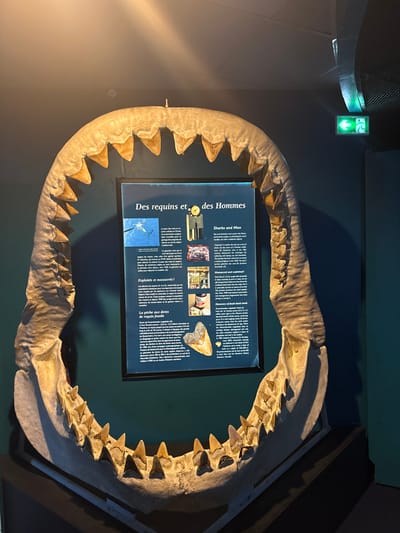 A large, complete set of pale, fossilized shark jaws, presumed to be from a Megalodon, is displayed vertically indoors. The jaws are mounted on a dark stand, exhibiting multiple rows of triangular teeth. Centered behind the jaws is a dark-framed informational panel titled "Des requins et des Hommes" (Sharks and Men), featuring text in French and English alongside images of a shark, traditional artifacts, processed shark products, and a large fossilized shark tooth. The background wall is dark teal. Overhead lighting casts warm illumination on the display. A green illuminated exit sign, depicting a running figure and an arrow pointing left, is visible in the upper right. The scene is located in the Musée de la Nouvelle-Calédonie (Museum of New Caledonia) in Noumea, France. No individuals are present.