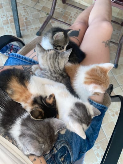 A high-angle, close-up shot shows at least five young kittens comfortably resting on a person's lap, which is clad in denim shorts. The person's legs, adorned with several tattoos including an abstract design on the upper left thigh and a darker silhouette on the lower left leg, are visible.

The kittens display a variety of fur patterns and colors: an orange and white kitten, a grey tabby, a white kitten with grey and black patches, a calico, and a dark grey/black and white kitten are nestled together. Most of the kittens appear to be sleeping or dozing.

The setting is an outdoor or semi-outdoor area in Danilovgrad, Montenegro, characterized by light-colored tiled flooring, typical of a patio or balcony. Parts of metal furniture frames, likely from a chair, are visible. The natural, bright lighting indicates it is daytime. The scene evokes a sense of peace, warmth, and companionship. No text is visible in the image.
