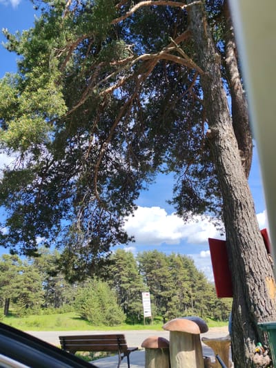 The image presents an outdoor scene in Kasak, Bulgaria. A large pine tree dominates the foreground, partially obscuring the view. The tree has thick, textured bark and a canopy of green foliage that spreads out against a blue sky dotted with white clouds. Beneath the tree are stylized mushroom statues. In the middle distance is a green lawn and a dense forest composed of coniferous trees. A brown wooden bench is positioned nearby. A red sign is affixed to the trunk of the pine tree.