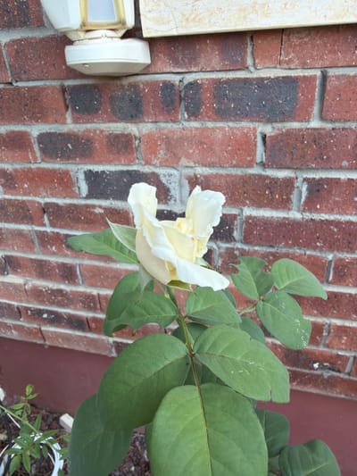A single, light yellow rose blooms against a red brick wall in Gedera, Israel. The rose is in the foreground, its petals slightly unfurled. To the left of the rose, a portion of a white outdoor light fixture is visible, mounted on the brick wall. The lower part of the image shows green leaves of the rose plant and a small green plant growing in the soil below. The brick wall exhibits variations in color and texture, typical of weathered masonry. The lighting suggests it is daytime, with natural light illuminating the scene.
