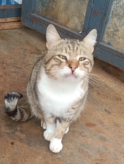 A single domestic cat is centered, sitting upright and facing directly towards the viewer. The cat displays a tabby coat, predominantly grey-brown with darker stripes and swirls, a distinctive 'M' marking on its forehead, a white muzzle, and a pink nose. Its green eyes are partially closed, giving a squinting appearance. A prominent white bib extends from its chest to its belly, and all visible paws are white, with the front paws crossed over each other. Its striped tail, dark-tipped, is curled to the left. The cat rests on a flat, reddish-brown, textured surface, consistent with rusted metal or weathered concrete, showing dark stains. In the upper left background, a portion of a blue-painted metal frame, possibly a door or window jamb, with a translucent, possibly grimy, pane of glass is visible. The image does not contain discernible visual markers to confirm the specific location as Limuru East ward, Kenya.