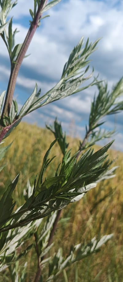 The image depicts a close-up view of a plant with feathery, light green leaves and a reddish-purple stem. The plant is in focus, with its delicate foliage occupying the foreground and midground. In the background, a blurred landscape of a grassy field under a blue sky with white clouds is visible. The scene appears to be outdoors in a rural or natural setting. The image does not contain any people, objects, or actions that would suggest a specific location within the city of Mala Smilyanka, Ukraine, beyond it being a place with such flora and a natural environment.