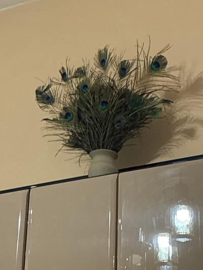 A bouquet of peacock feathers is displayed in a pale vase, which sits atop a beige cabinetry unit. The cabinetry has a glossy finish and is divided into two visible sections. The wall behind the vase is a plain, light beige color. The scene is illuminated, casting a shadow of the feathers onto the wall to the right. The location is identified as Lyubimets, Bulgaria.