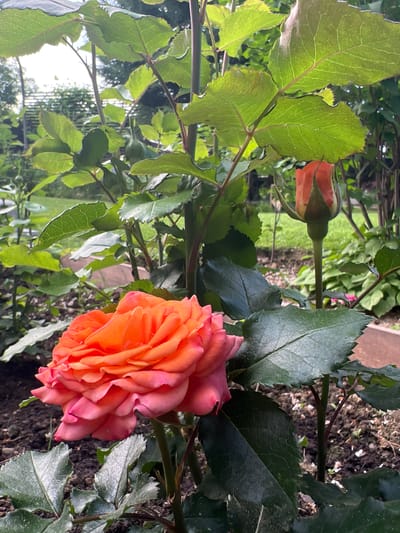 An image captures a close-up view of a vibrant orange and pink rose in bloom, situated within a garden. The rose is the primary subject, showcasing its layered petals and rich coloration. To the right of the blooming rose, a rosebud, primarily green with hints of orange at its tip, is visible. The background consists of lush green foliage, with sunlight filtering through the leaves, creating a softly lit effect. The ground beneath the plants is composed of dark soil with some scattered debris. The overall scene is one of natural beauty within an outdoor setting, likely a garden in a residential area. The location is Angarskie Khutora, Russia.