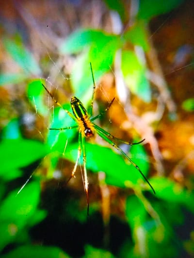 A bright green and yellow spider with long legs sits prominently in its web. The spider's body features dark stripes, contrasting with the yellow and green hues. Lush green foliage provides a vibrant backdrop. The spider web threads are clearly visible, creating a textured, intricate pattern around the spider. The lighting accentuates the colors and creates a dynamic and visually appealing composition.