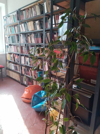 The image depicts a sunlit indoor scene, likely a library or reading room, filled with bookshelves. The shelves are packed with a diverse collection of books, some appearing older and well-worn. In the foreground, a leafy ficus plant with bare branches stretches upwards, partially obscuring the books. To the left, two large beanbag chairs, one orange and one blue, rest on a reddish-brown tiled floor. Sunlight streams in from a window on the left, casting long shadows and highlighting the textures of the floor and the chairs.
Visible text includes titles and author names on book spines. One prominently displayed book spine reads "DIMITRIE BOLINTINEANU" and another "DAN C MIHAILESCU". Other legible text fragments include "Nicolae Da", "PAG ALESE", "UIEPATURA ROMANA", and "www.jurnalod.no". The overall impression is one of a quiet, studious, and comfortable space, inviting relaxation and reading. The time of day appears to be daytime, as indicated by the strong sunlight. The location is confirmed as Pelinia, Moldova.