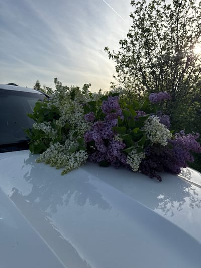 A white car is parked in Ленино, Russia. On the hood of the car, there is a large bouquet of purple and white lilacs. Above the car, there is a tree with green leaves and the sun shining through its branches. The sky is cloudy.