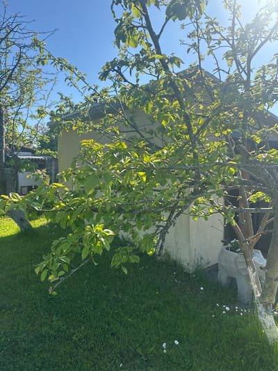 The image displays an outdoor scene captured in Šķēde, Latvia, under a clear blue sky with direct sunlight, evidenced by a sun flare in the upper right quadrant. The foreground is dominated by vibrant green grass, sparsely dotted with small white daisy-like flowers, particularly in the lower right. A mature tree, possibly a deciduous fruit tree, with a substantial canopy of bright green leaves, occupies the central and right portions of the frame; its trunk on the far right exhibits a white painted base. To the left, another tree with a more sparse leaf count and visible branches is present. In the midground, a light-colored, single-story building with a dark, sloped roof is visible, its walls appearing to be of a rendered or stucco finish. An distinctive gray, elephant-shaped planter containing white flowers is positioned against the building's wall, partially obscured by the tree on the right. Further to the left and behind the left foreground tree, a smaller structure or enclosure constructed from light-colored, possibly metallic or corrugated, panels is discernable. No individuals or animate subjects are visible, and no specific actions or interactions are depicted within the static outdoor environment.