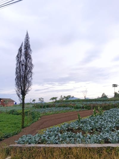 The image displays an agricultural landscape, located in the city of Khan Boeng Keng Kang, Cambodia. In the immediate foreground, a strip of dry, light brown grass is visible, partially obscured by a low concrete or stone barrier. A tall, slender, dark brown tree with sparse, wiry branches dominates the left midground, extending nearly the full height of the frame. To the left of this tree, a cultivated area of vibrant green, low-lying crops is present. The central and right midground features tiered fields of various crops. The lower tiers predominantly display rows of green-blue leafy plants, consistent with young cabbage or broccoli. Adjacent sections show dark brown, freshly tilled earth in prepared rows, and additional patches of green vegetation further back. In the distant left, a two-story building with reddish-brown walls and a dark roof is partially visible amidst greenery. The background consists of hazy, undulating terrain or distant hills, dotted with various trees, some appearing bare. The sky is largely overcast, displaying a gradient of light grey and white clouds. Two dark, parallel lines, likely power lines, are visible in the upper left quadrant of the sky. No human figures or animals are present, and no discernible actions or interactions are depicted. The overall lighting is soft and diffused.