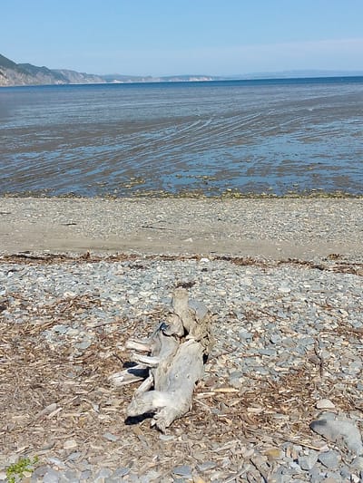 The image shows a rocky beach with a large piece of driftwood in the foreground. The sea is calm and extends to the horizon, where a chain of hills is visible under a clear blue sky. The beach is covered with small grey stones and debris, with a strip of sand separating it from the waterline. The driftwood is weathered and gray, lying on a bed of smaller stones and twigs. There is a faint suggestion of a landscape with distant hills in the background, characteristic of the coastal areas around Magadan, Russia. The scene is serene and empty, with no people or animals visible.