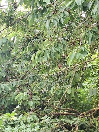 The media file shows a close-up, angled view of a tree with abundant green leaves and numerous small, dark red or black berries clustered along its branches. The branches themselves are thin and woody, crisscrossing and forming a dense canopy. Sunlight filters through the leaves, creating bright highlights and dappled shadows, suggesting it is daytime. The overall impression is one of lush foliage and ripening fruit. The image is vertically oriented and appears to be taken from below, looking up into the tree. The background is a blur of more green foliage and bright sky. No people, text, or specific location cues are visible beyond the vegetation itself. The setting is a natural outdoor environment, likely a garden or park.
