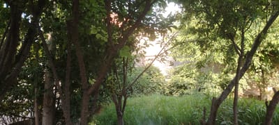 In Kasan, Uzbekistan, a sun-dappled garden scene unfolds. Lush green grass, dense and tall, fills the lower portion of the frame. Several trees with dark, textured bark stand prominently, their branches reaching upwards and outwards, creating a canopy of leaves. Sunlight filters through the foliage, casting dappled shadows and illuminating patches of the greenery. In the background, behind the trees and grass, a building with a light-colored wall is partially visible, its surface textured by shadows. The overall impression is one of a tranquil, overgrown garden bathed in the warm glow of sunlight.